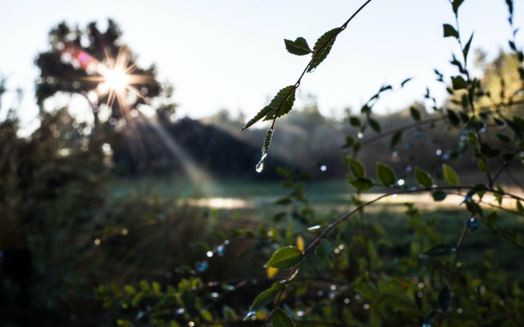 Nurturing Your Landscape: The Art of Irrigation Systems Installation and Maintenance