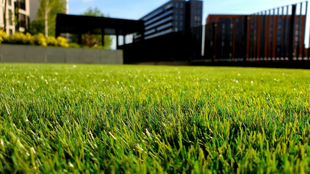 Beautiful closeup of a lawn